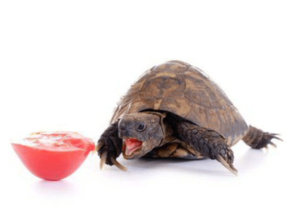 ¿Cuánto duran las tortugas terrestres sin comida?