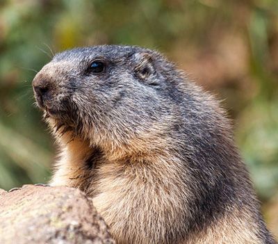 ¿Qué comen las marmotas?