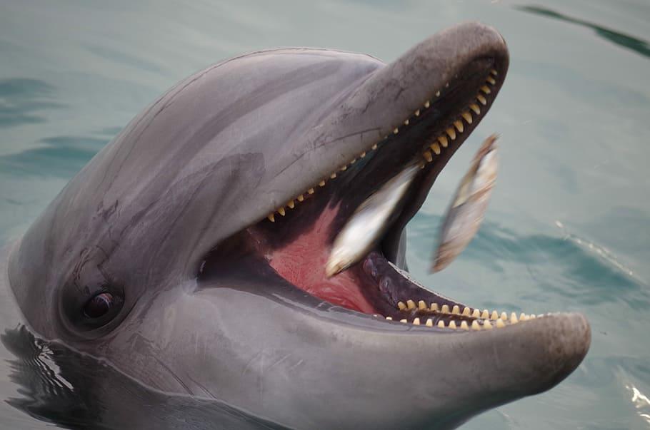 ¿Qué comen los delfines?
