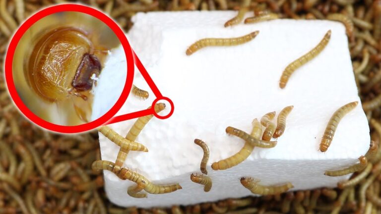 ¿Qué comen los gusanos?