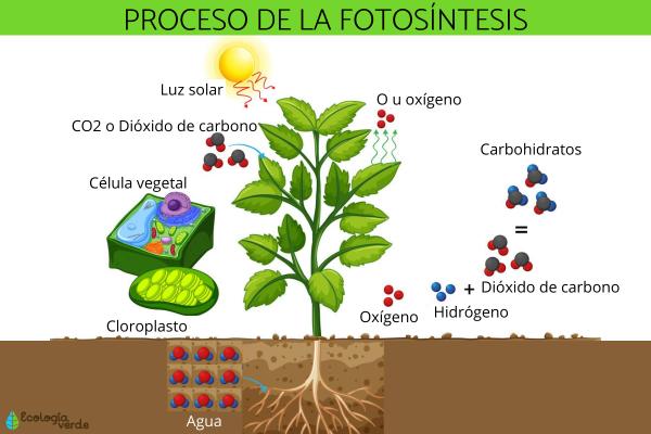 ¿Qué produce la fotosíntesis de la clorofila?