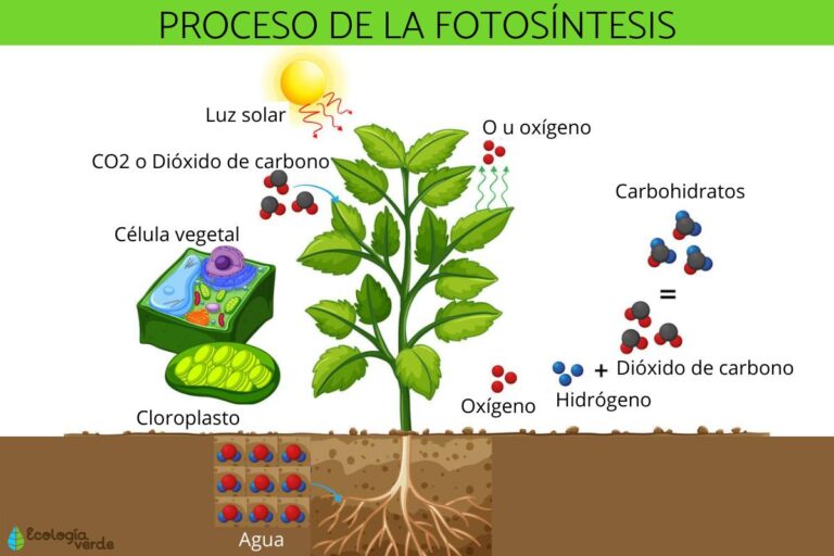 ¿Qué significa la fotosíntesis de clorofila?