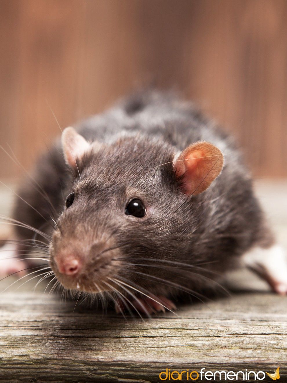 ¿Qué significa ser el fin de la rata?