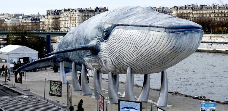 ¿Qué tan grande es una ballena azul?