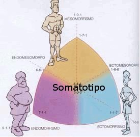 ¿Cuántos son los componentes básicos del somatotipo?