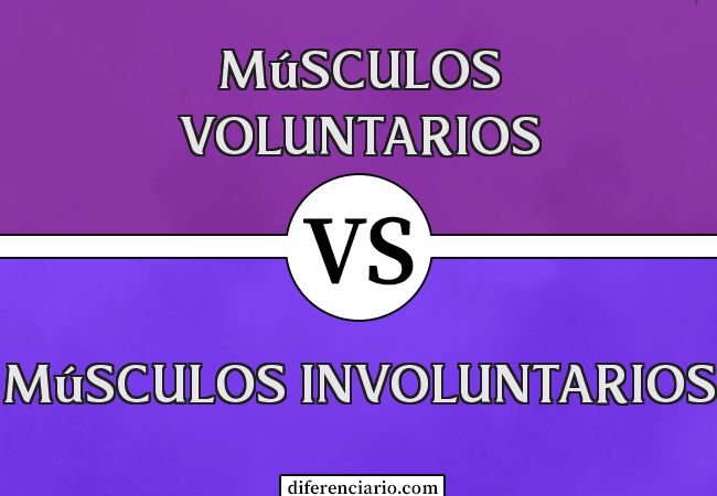 ¿Diferencia entre músculos voluntarios e involuntarios?