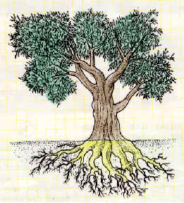 ¿Qué es la raíz de olivo?