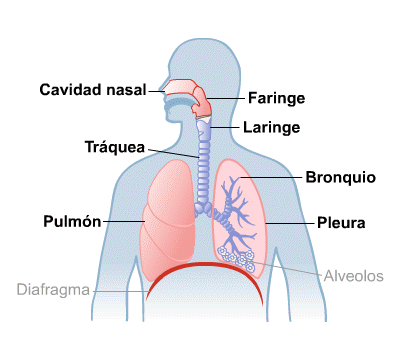 ¿Qué son las vías respiratorias?