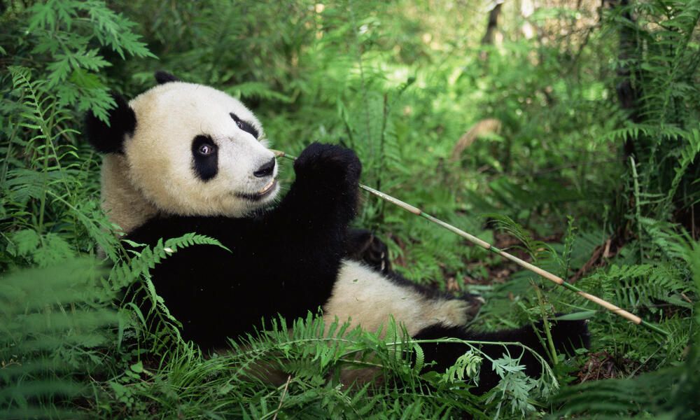 ¿Región donde vive el panda gigante?